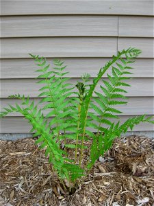 Cinnamon fern in late spring. Fertile frond in center Central Wisconsin photo