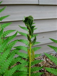 Cinnamon fern fertile frond in late spring. Fertile frond in center Central Wisconsin photo