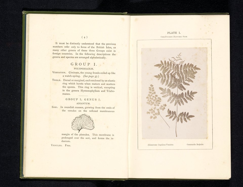 IdentificatieTitel(s): Bladeren van de echte venushaar en de koningsvarenAdiantum Capillus-Veneris Osmunda Régalis (titel op object)Objecttype: foto bladzijde Objectnummer: RP-F-2001-7-400-1Opschrifte