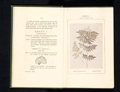 IdentificatieTitel(s): Bladeren van de echte venushaar en de koningsvarenAdiantum Capillus-Veneris Osmunda Régalis (titel op object)Objecttype: foto bladzijde Objectnummer: RP-F-2001-7-400-1Opschrifte