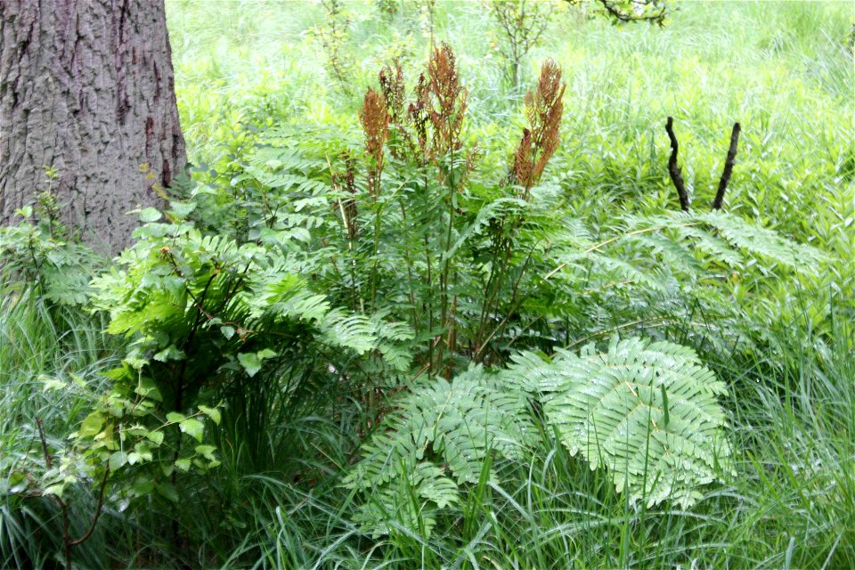 Osmunda regalis, Poland, Gać (gmina Główczyce) near forest road, Słowiński Park Narodowy.