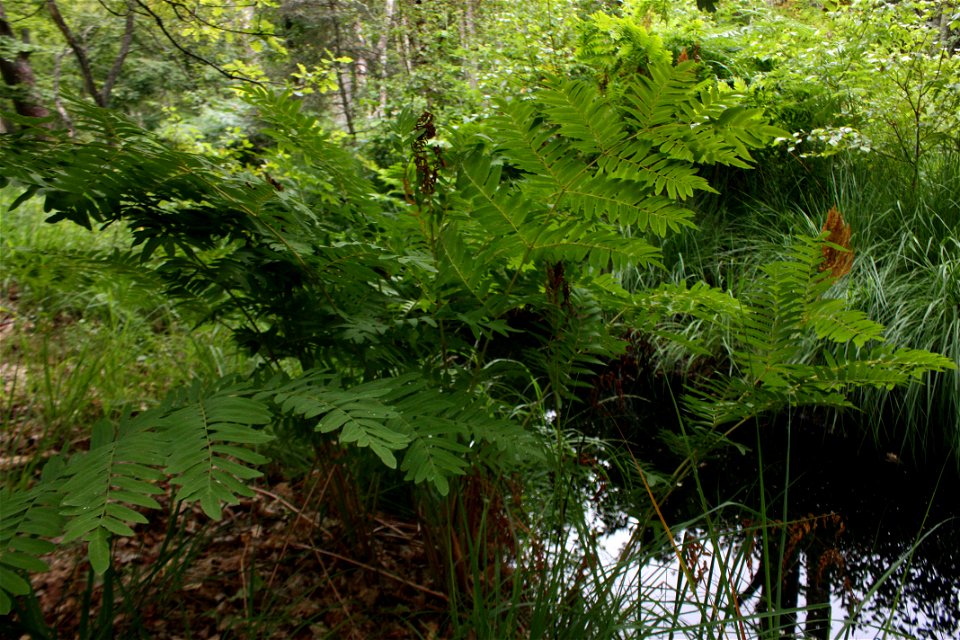 Osmunda regalis, Poland, Gać (gmina Główczyce) near forest road, Słowiński Park Narodowy.