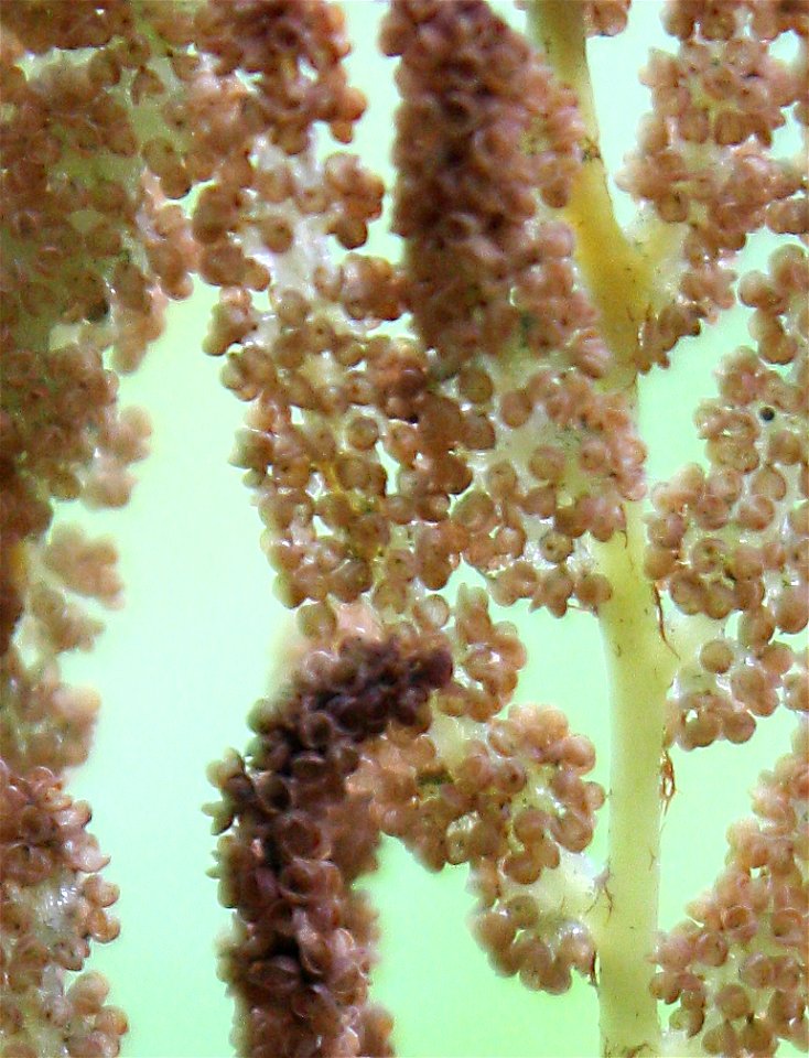 Osmunda regalis, Poland, Gać (gmina Główczyce) near forest road, Słowiński Park Narodowy.