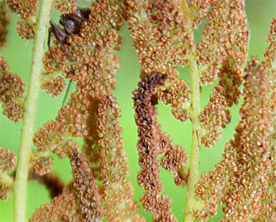Osmunda regalis, Poland, Gać (gmina Główczyce) near forest road, Słowiński Park Narodowy.