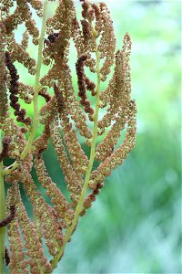 Osmunda regalis, Poland, Gać (gmina Główczyce) near forest road, Słowiński Park Narodowy.