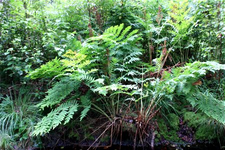 Osmunda regalis, Poland, Gać (gmina Główczyce) near forest road, Słowiński Park Narodowy.