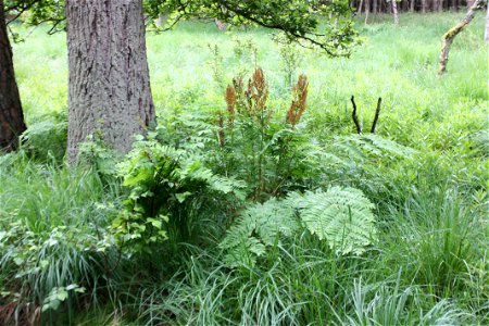 Osmunda regalis, Poland, Gać (gmina Główczyce) near forest road, Słowiński Park Narodowy.