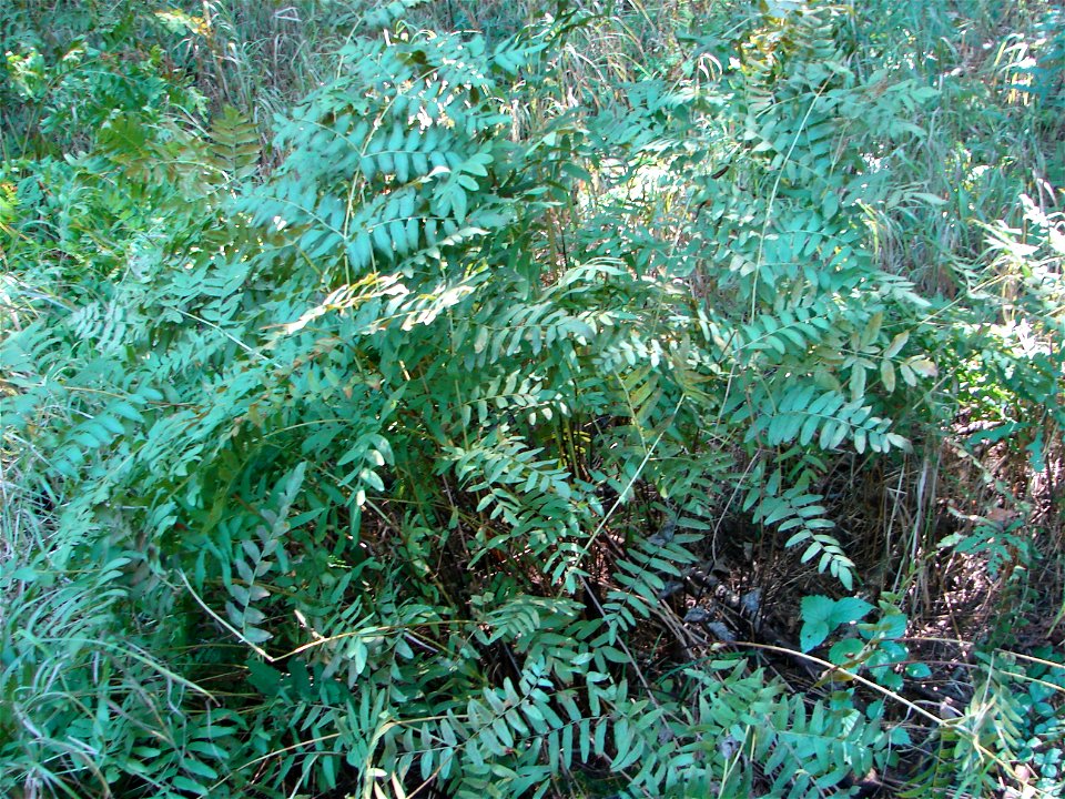 American Royal Fern, Osmunda spectabilis growing at Stevens Point Area Senior High, Stevens Point, Wisconsin.