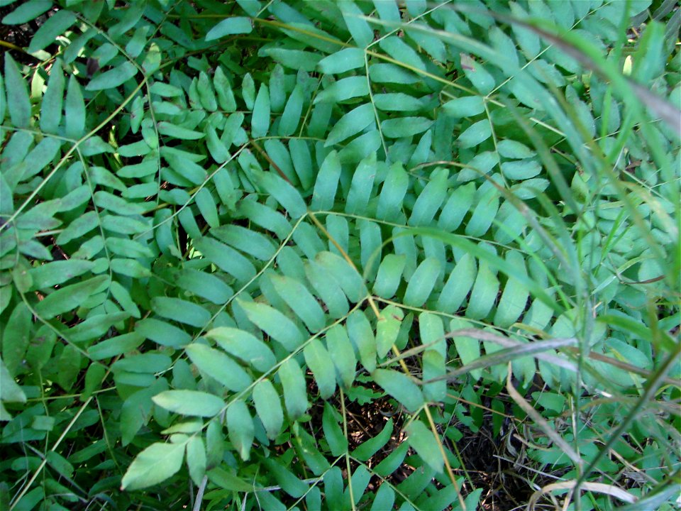 Close up of American Royal Fern, Osmunda spectabilis growing at Stevens Point Area Senior High, Stevens Point, Wisconsin.
