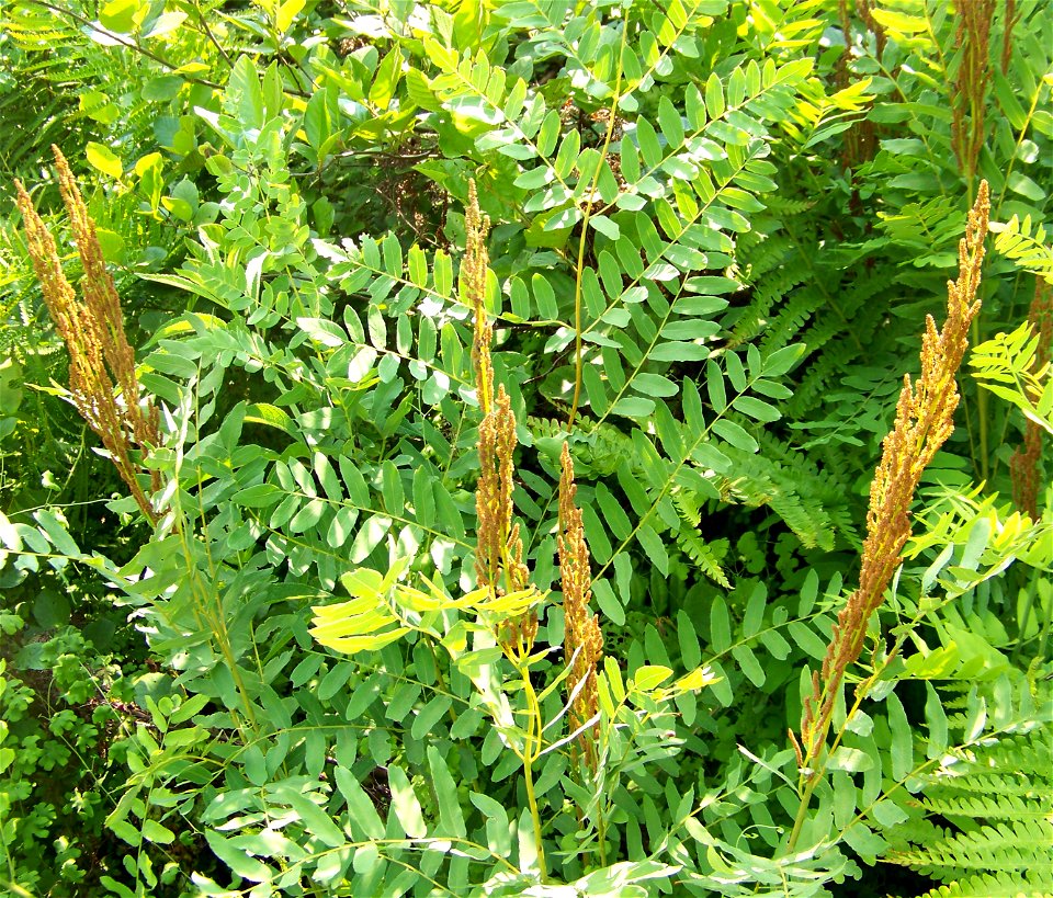 Osmunda spectabilis, showing fertile fronds. Hazel Dell Meadow, a high quality wet prairie in Pulaski County, Kentucky.