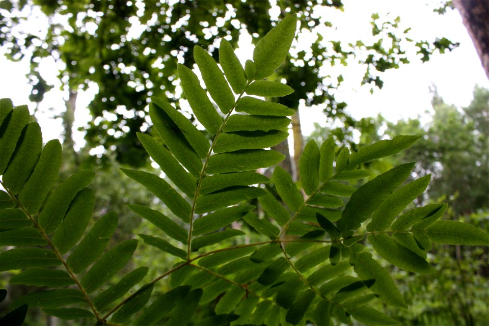 Osmunda regalis, Poland, Gać (gmina Główczyce) near forest road, Słowiński Park Narodowy.