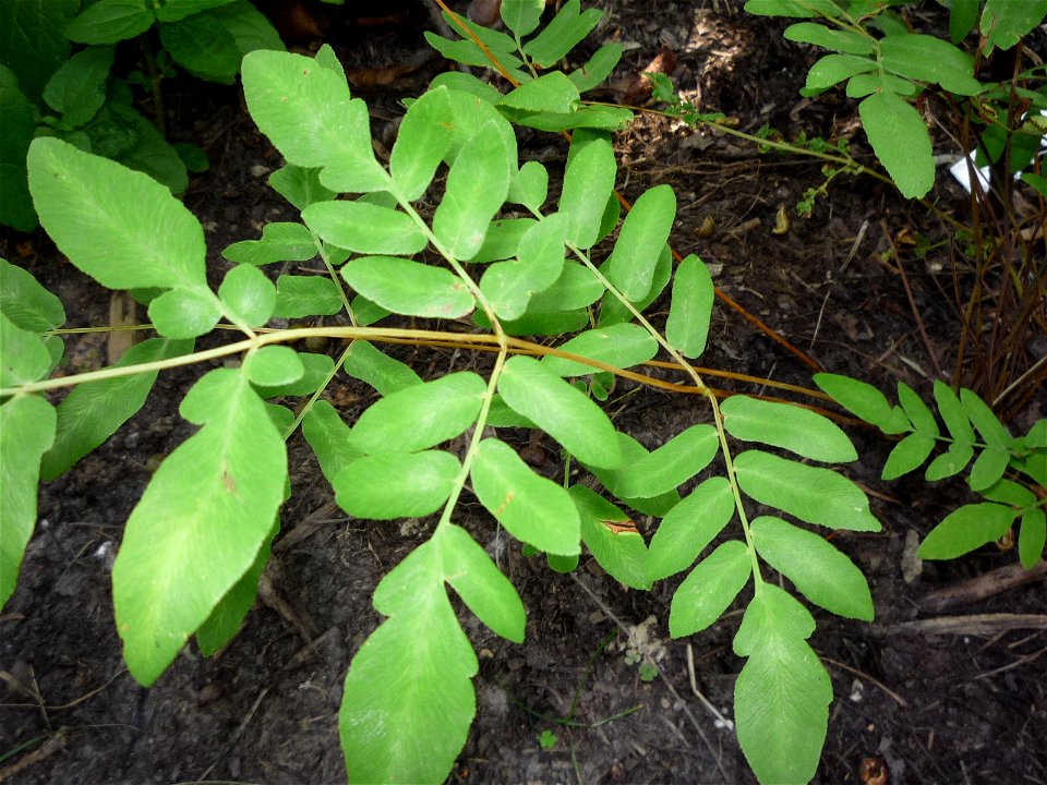 Closeup of the sterile fronds of a royal fern in cultivation in Maryland, United States.  As it was purchased at a native plant nursery I assume it is Osmunda regalis var. spectabilis (the American va