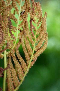 Osmunda regalis, Poland, Gać (gmina Główczyce) near forest road, Słowiński Park Narodowy.