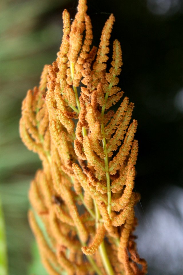 Osmunda regalis, Poland, Gać (gmina Główczyce) near forest road, Słowiński Park Narodowy.