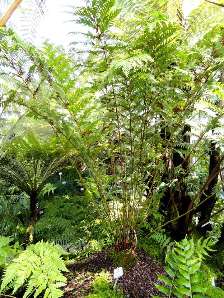 Todea barbara specimen in the Botanischer Garten München-Nymphenburg, Munich, Germany.