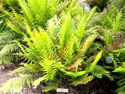 Todea barbara specimen in the University of California Botanical Garden, Berkeley, California, USA. photo