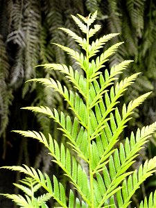 Todea barbara specimen in the University of California Botanical Garden, Berkeley, California, USA. photo