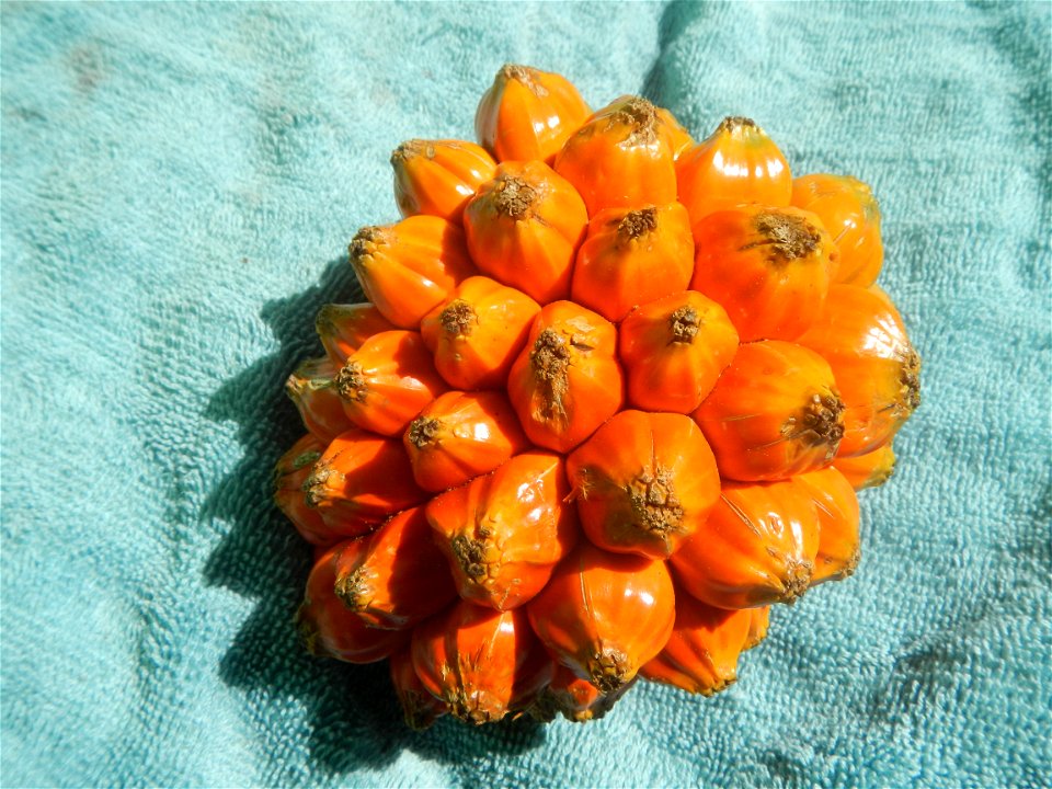 Pandanaceae Pandan Pandanus tectorius Parkinson ex Du Roi Screw Pine, Lu dou shu Pandanus fruit (Philippines) taken in Barangay Poblacion 14°57'17"N   120°54'2"E, Baliuag, Bulacan, Bulacan province (N