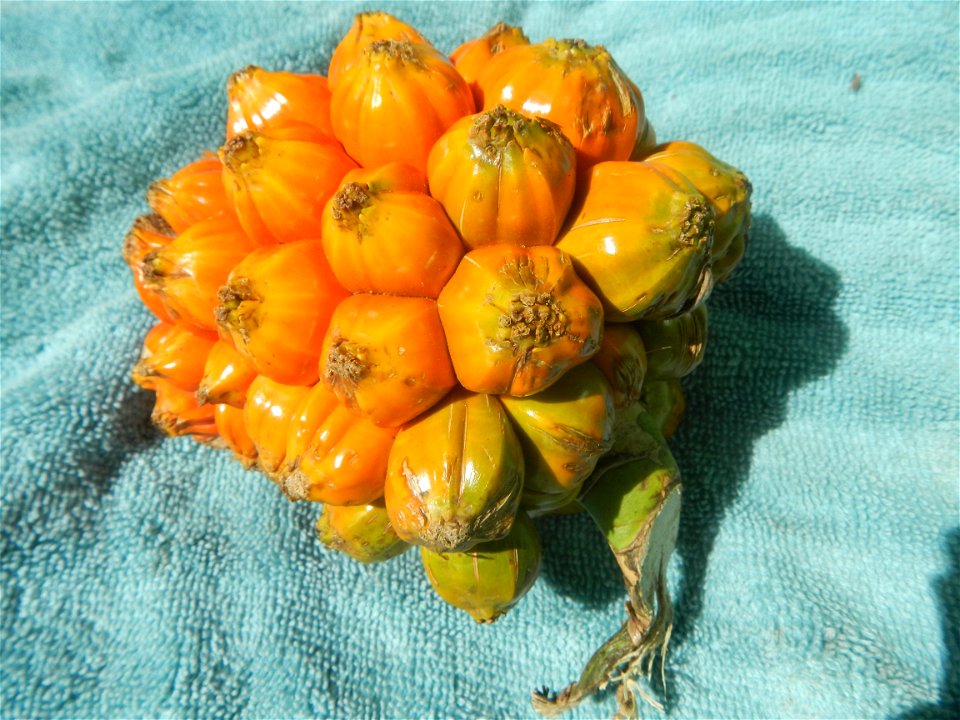Pandanaceae Pandan Pandanus tectorius Parkinson ex Du Roi Screw Pine, Lu dou shu Pandanus fruit (Philippines) taken in Barangay Poblacion 14°57'17"N   120°54'2"E, Baliuag, Bulacan, Bulacan province (N