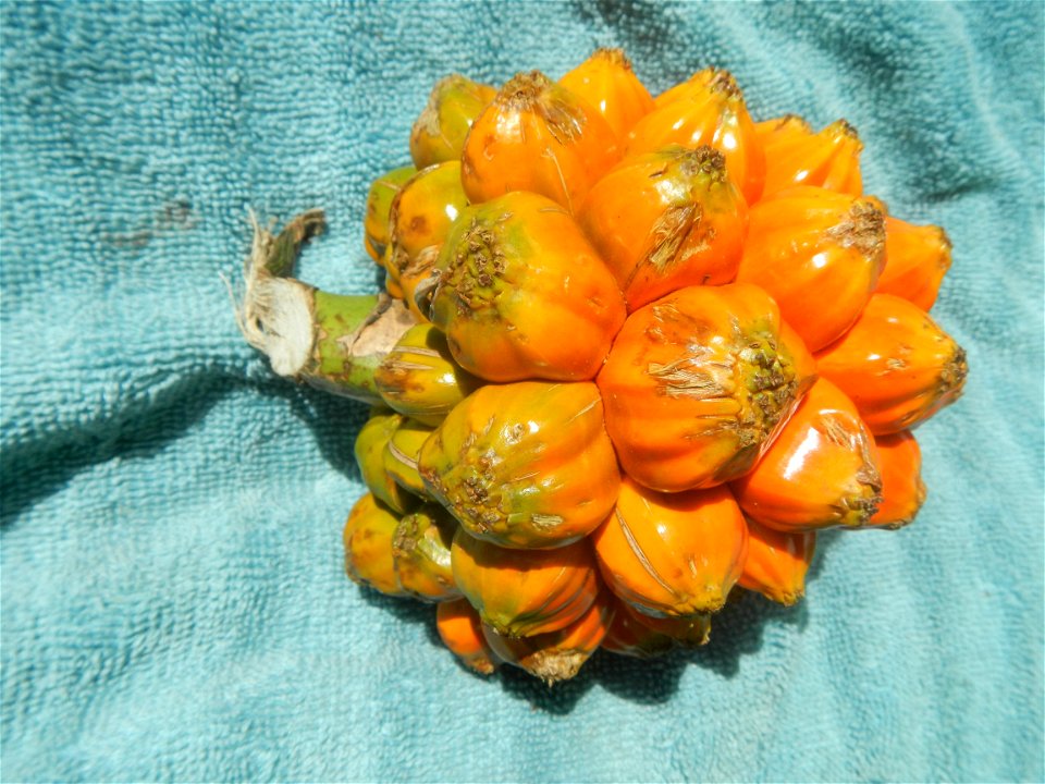 Pandanaceae Pandan Pandanus tectorius Parkinson ex Du Roi Screw Pine, Lu dou shu Pandanus fruit (Philippines) taken in Barangay Poblacion 14°57'17"N   120°54'2"E, Baliuag, Bulacan, Bulacan province (N