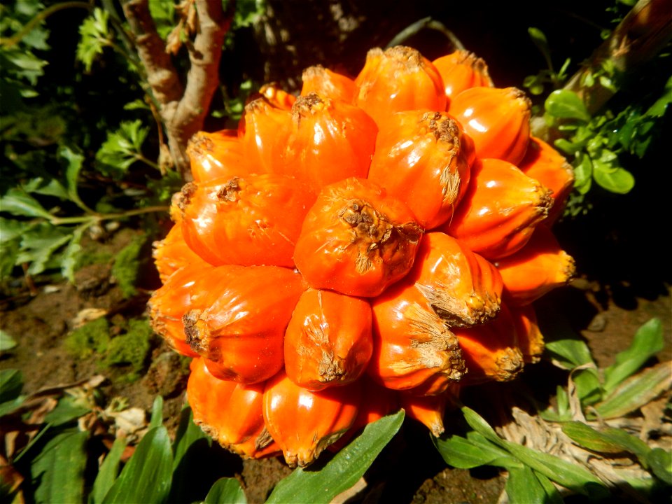 Pandanaceae Pandan Pandanus tectorius Parkinson ex Du Roi Screw Pine, Lu dou shu Pandanus fruit (Philippines) taken in Barangay Poblacion 14°57'17"N   120°54'2"E, Baliuag, Bulacan, Bulacan province (N