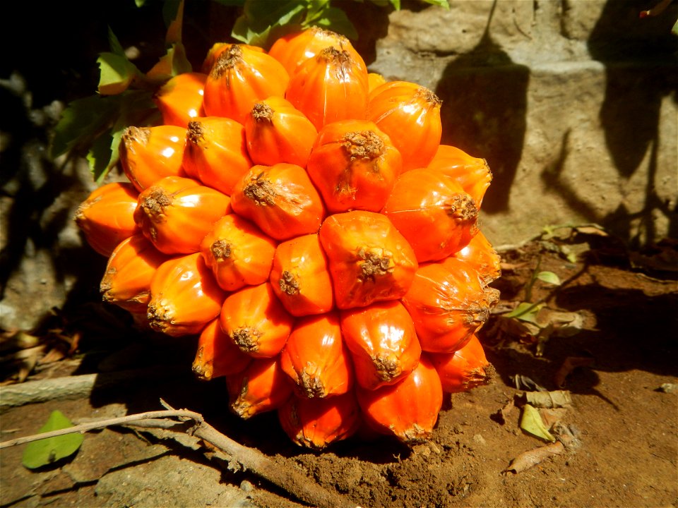 Pandanaceae Pandan Pandanus tectorius Parkinson ex Du Roi Screw Pine, Lu dou shu Pandanus fruit (Philippines) taken in Barangay Poblacion 14°57'17"N   120°54'2"E, Baliuag, Bulacan, Bulacan province (N