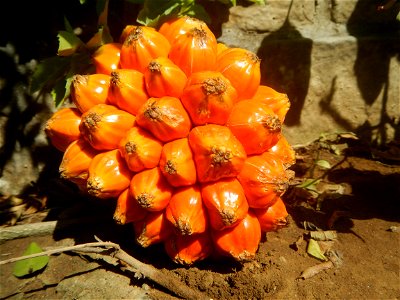 Pandanaceae Pandan Pandanus tectorius Parkinson ex Du Roi Screw Pine, Lu dou shu Pandanus fruit (Philippines) taken in Barangay Poblacion 14°57'17"N   120°54'2"E, Baliuag, Bulacan, Bulacan province (N