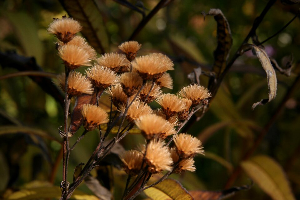 Trockenblume autumn faded
