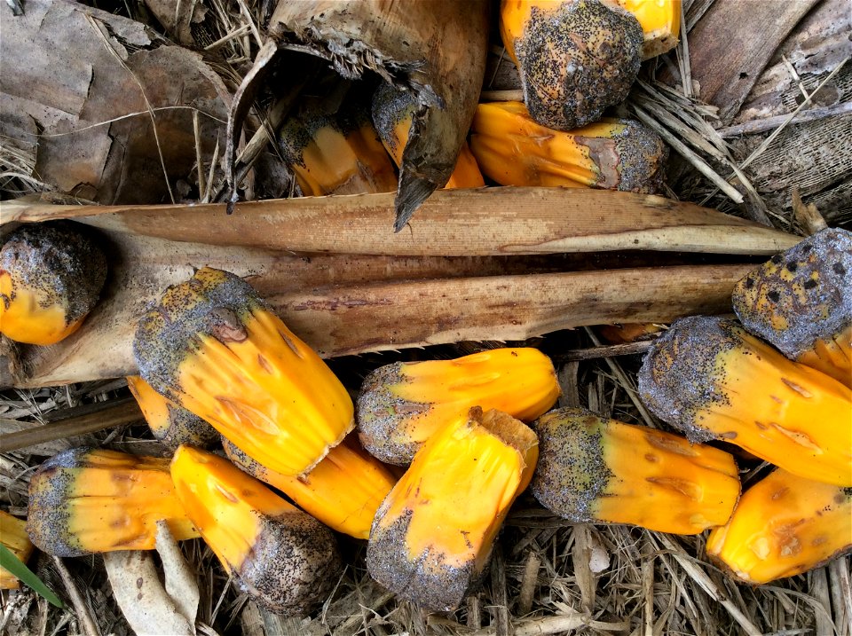 Ripe hala tree (Pandanus tectorius) seeds