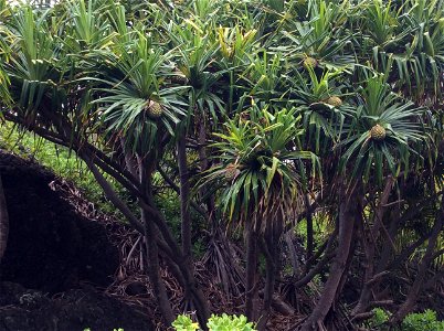 Hala trees (Pandanus tectorius) with fruits, Haleakala National Park (Hawaii, US)