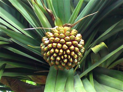 Pandanus utilis, photographed in the Jardín de la Marquesa de Arucas, Arucas, Gran Canaria