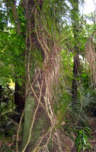 Kiekie (Freycinetia banksii) climbing the trunk of a Kohekohe tree, Auckland, New Zealand. photo