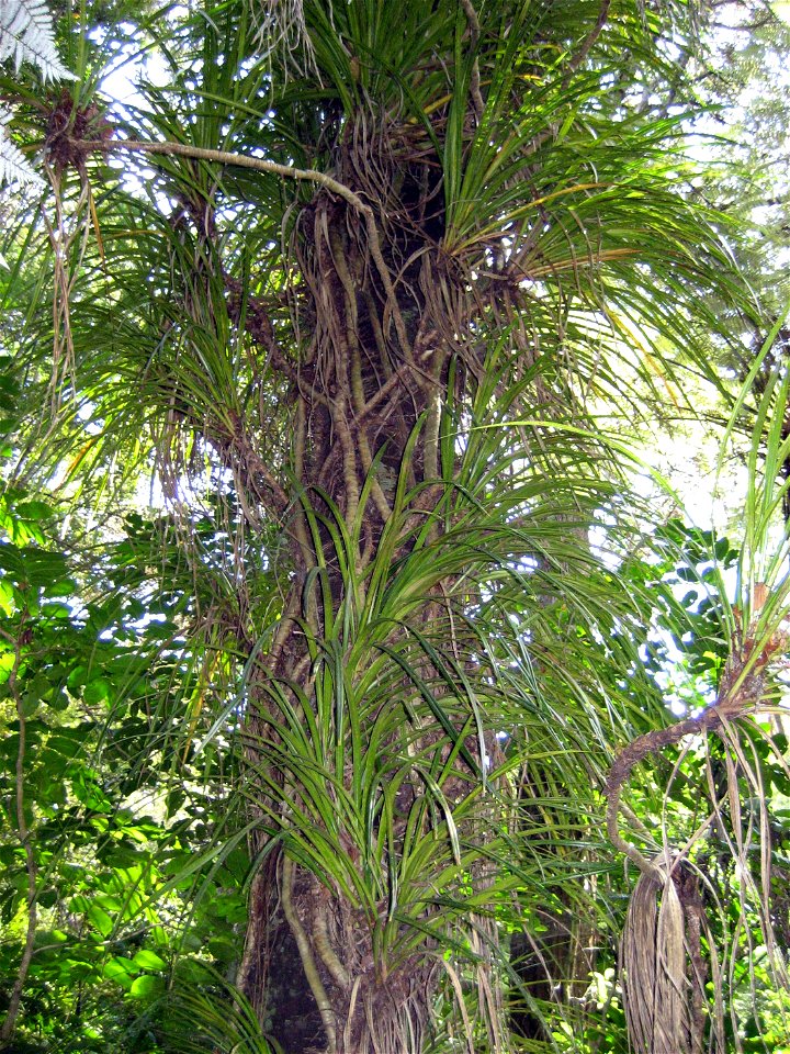 Kiekie (Freycinetia banksii) climbing the trunk of a Kohekohe tree, Auckland, New Zealand.