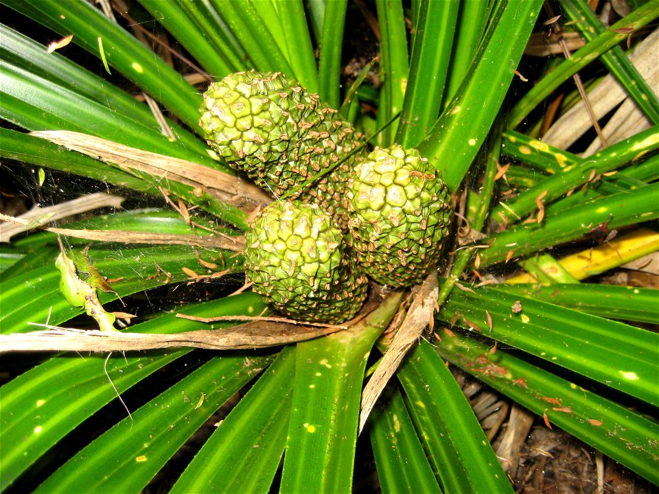 Developing fruit of Kiekie (Freycinetia banksii) Auckland, New Zealand. The fruits are called variously 'Pātangatanga' 'Pīrori' 'Tēure' 'Tīrori' or 'Ureure' in Māori.