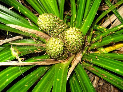 Developing fruit of Kiekie (Freycinetia banksii) Auckland, New Zealand. The fruits are called variously 'Pātangatanga' 'Pīrori' 'Tēure' 'Tīrori' or 'Ureure' in Māori.