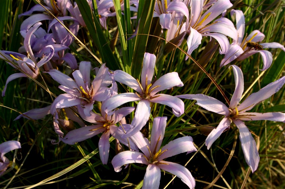 Xerophyta retinervis Bak., flowers, Magaliesberg