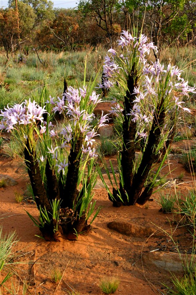 Xerophyta retinervis Baker, Magaliesberg