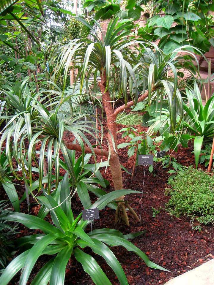 Pandanus montanus specimen in the Botanischer Garten, Berlin-Dahlem (Berlin Botanical Garden), Berlin, Germany.