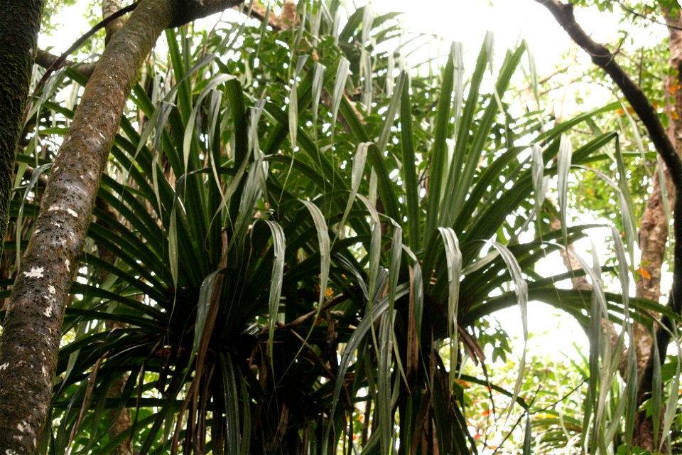 Pandanus hornei ("Horne's Pandanus") in Mahe, Seychelles
