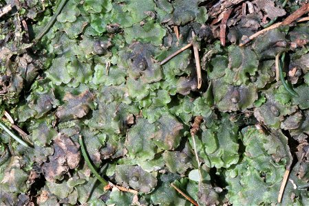 Pellia epiphylla