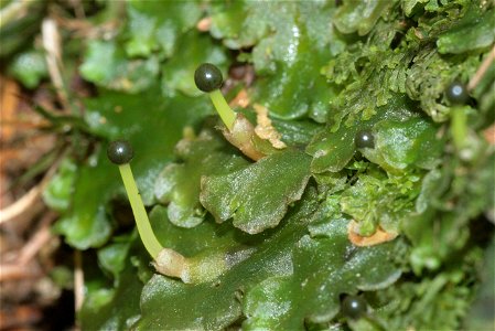 Pellia epiphylla