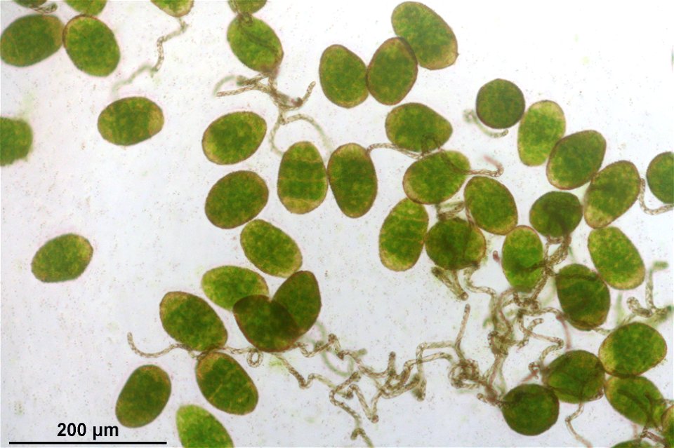 Pellia epiphylla