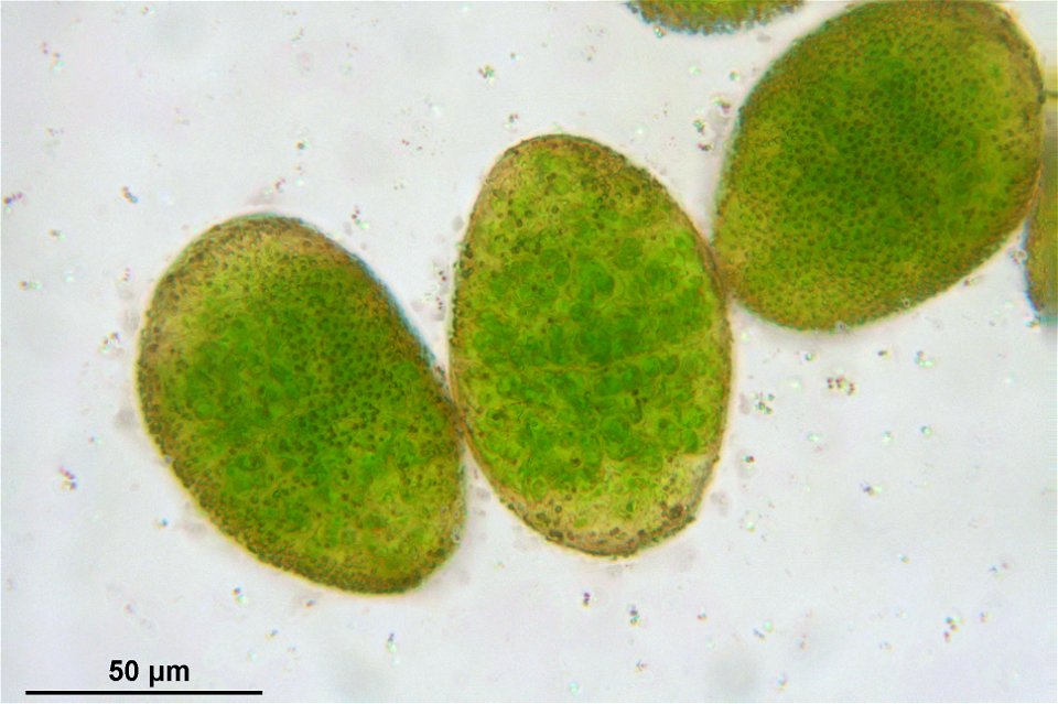Pellia epiphylla