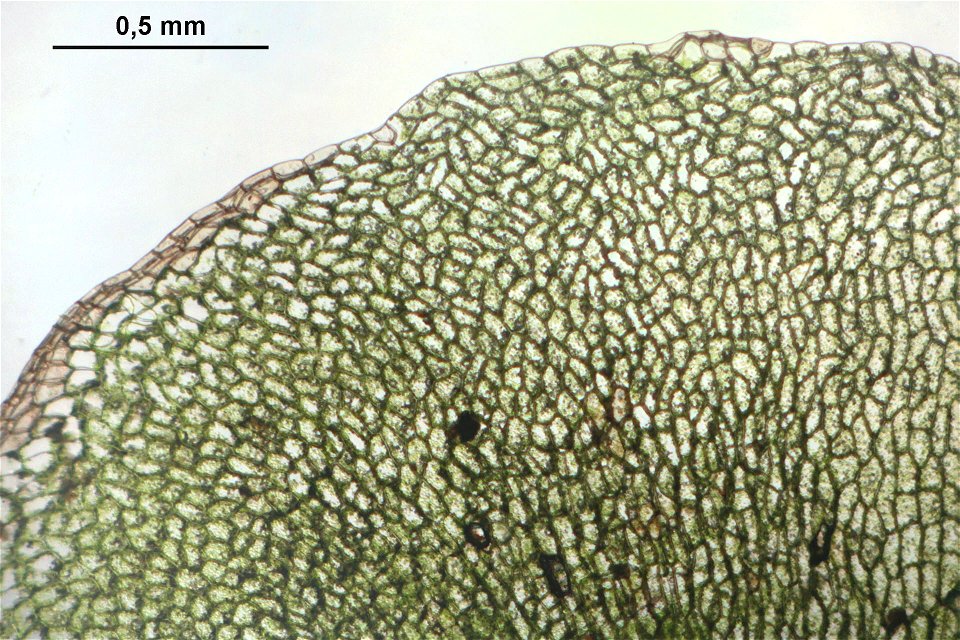 Pellia epiphylla