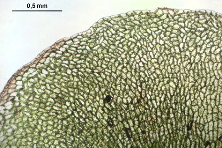 Pellia epiphylla