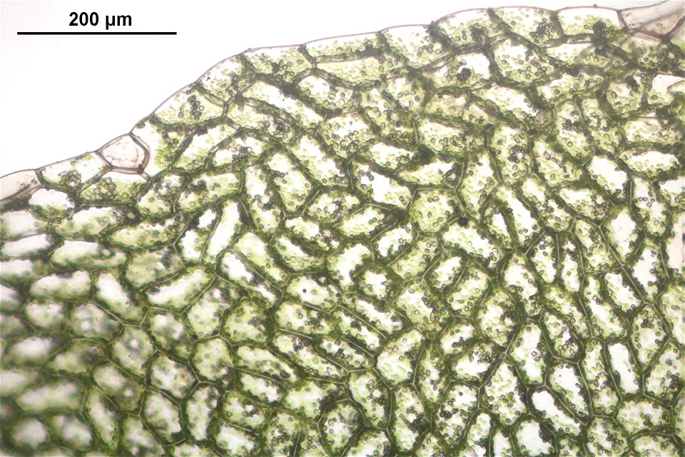 Pellia epiphylla