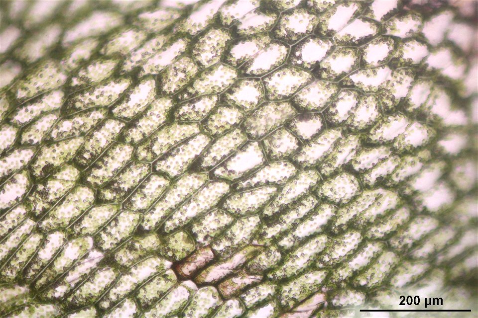 Pellia epiphylla