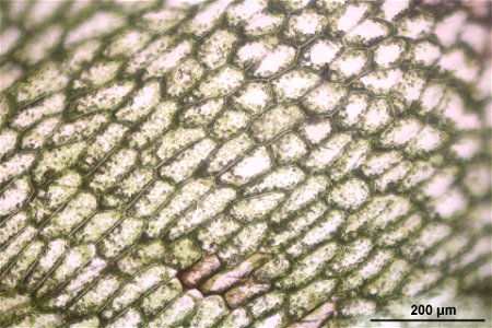 Pellia epiphylla