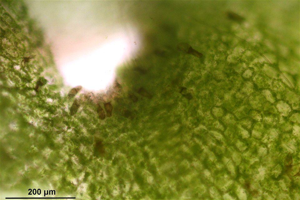 Pellia epiphylla
