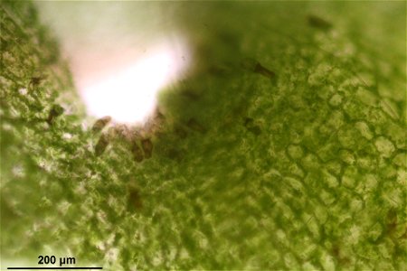 Pellia epiphylla